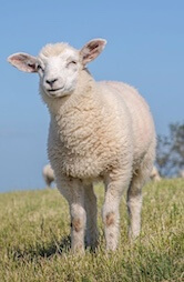sheep